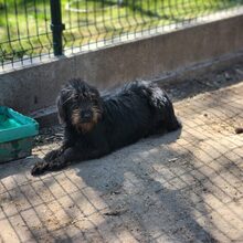 LUNA, Hund, Mischlingshund in Ungarn - Bild 3