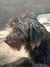 LUNA, Hund, Mischlingshund in Ungarn - Bild 4