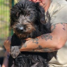 LUNA, Hund, Mischlingshund in Ungarn - Bild 5
