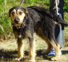 TINO, Hund, Mischlingshund in Rumänien - Bild 2