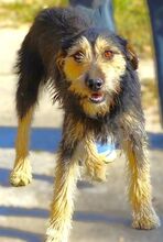 TINO, Hund, Mischlingshund in Rumänien - Bild 3