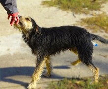 TINO, Hund, Mischlingshund in Rumänien - Bild 4