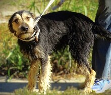 TINO, Hund, Mischlingshund in Rumänien - Bild 5