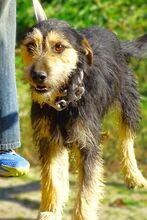 TINO, Hund, Mischlingshund in Rumänien - Bild 6