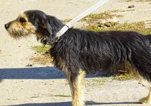 TINO, Hund, Mischlingshund in Rumänien - Bild 7