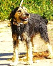 TINO, Hund, Mischlingshund in Rumänien - Bild 8