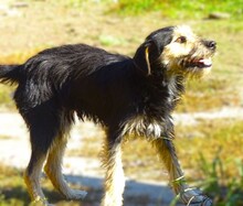 TINO, Hund, Mischlingshund in Rumänien - Bild 9