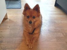 JURY, Hund, Mittelspitz in Coburg - Bild 10