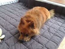 JURY, Hund, Mittelspitz in Coburg - Bild 11