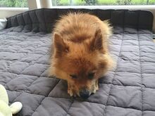 JURY, Hund, Mittelspitz in Coburg - Bild 12