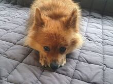 JURY, Hund, Mittelspitz in Coburg - Bild 13