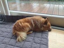 JURY, Hund, Mittelspitz in Coburg - Bild 14
