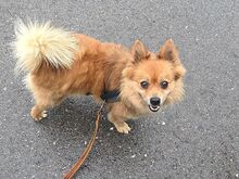 JURY, Hund, Mittelspitz in Coburg - Bild 15