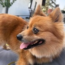 JURY, Hund, Mittelspitz in Coburg - Bild 17
