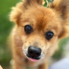 JURY, Hund, Mittelspitz in Coburg - Bild 18