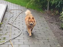 JURY, Hund, Mittelspitz in Coburg - Bild 19