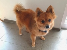JURY, Hund, Mittelspitz in Coburg - Bild 2