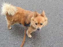 JURY, Hund, Mittelspitz in Coburg - Bild 20