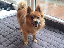 JURY, Hund, Mittelspitz in Coburg - Bild 3