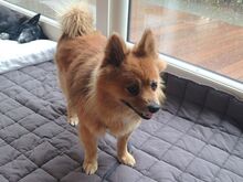 JURY, Hund, Mittelspitz in Coburg - Bild 4