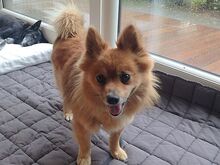JURY, Hund, Mittelspitz in Coburg - Bild 5
