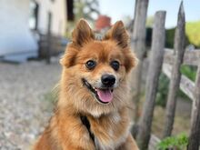 JURY, Hund, Mittelspitz in Coburg - Bild 7