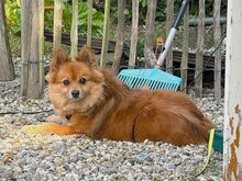JURY, Hund, Mittelspitz in Coburg - Bild 8