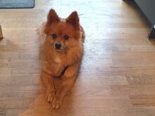 JURY, Hund, Mittelspitz in Coburg - Bild 9
