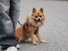 JURY, Hund, Spitz in Aschheim