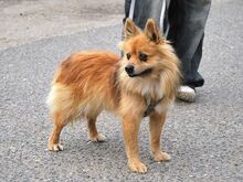 JURY, Hund, Spitz in Aschheim - Bild 2