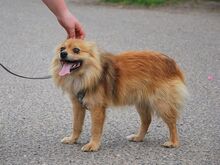 JURY, Hund, Spitz in Aschheim - Bild 4