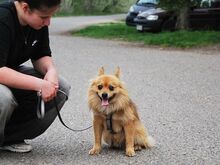 JURY, Hund, Spitz in Zorneding - Bild 10