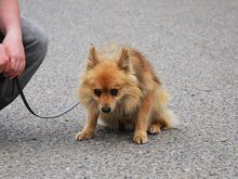 JURY, Hund, Spitz in Zorneding - Bild 11