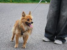 JURY, Hund, Spitz in Zorneding - Bild 12
