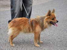 JURY, Hund, Spitz in Zorneding - Bild 13
