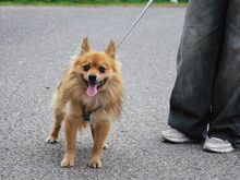 JURY, Hund, Spitz in Zorneding - Bild 14
