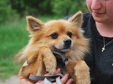 JURY, Hund, Spitz in Zorneding - Bild 15