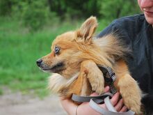 JURY, Hund, Spitz in Zorneding - Bild 16