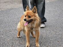 JURY, Hund, Spitz in Zorneding - Bild 17