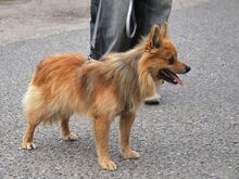 JURY, Hund, Spitz in Zorneding - Bild 3