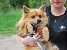 JURY, Hund, Spitz in Zorneding - Bild 5