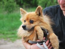 JURY, Hund, Spitz in Zorneding - Bild 6