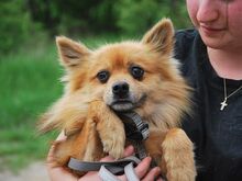 JURY, Hund, Spitz in Zorneding - Bild 7