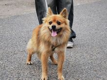 JURY, Hund, Spitz in Zorneding - Bild 8