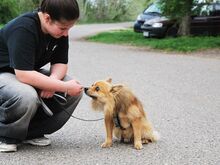 JURY, Hund, Spitz in Zorneding - Bild 9