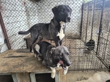DANIKA, Hund, Mischlingshund in Rumänien - Bild 6