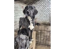 DANIKA, Hund, Mischlingshund in Rumänien - Bild 7