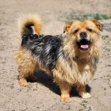 BOGYO, Hund, Mischlingshund in Ungarn - Bild 1