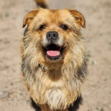 BOGYO, Hund, Mischlingshund in Ungarn - Bild 3