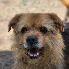 BOGYO, Hund, Mischlingshund in Ungarn - Bild 4